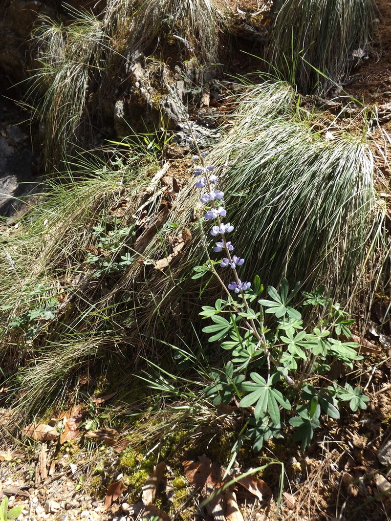 Lupinus caballoanus photo 3