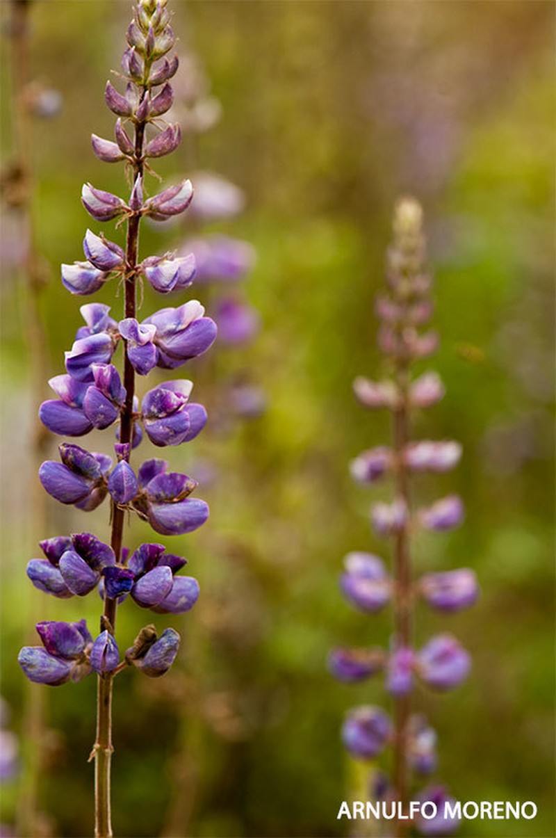 Lupinus caballoanus photo 4