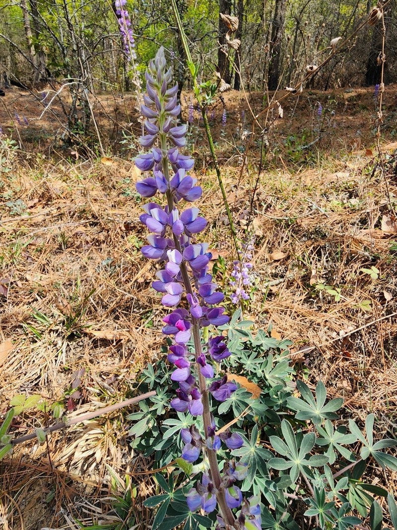 Lupinus caballoanus photo 5