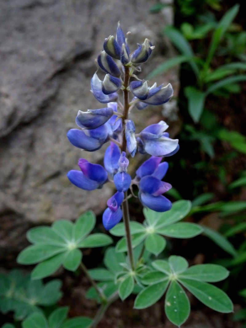 Lupinus caballoanus photo 6