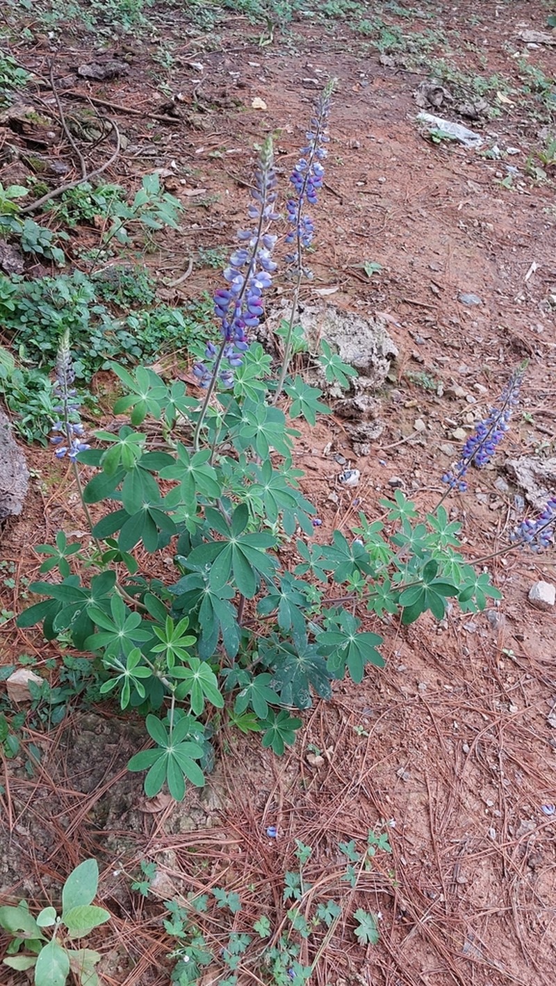 Lupinus caballoanus photo 7