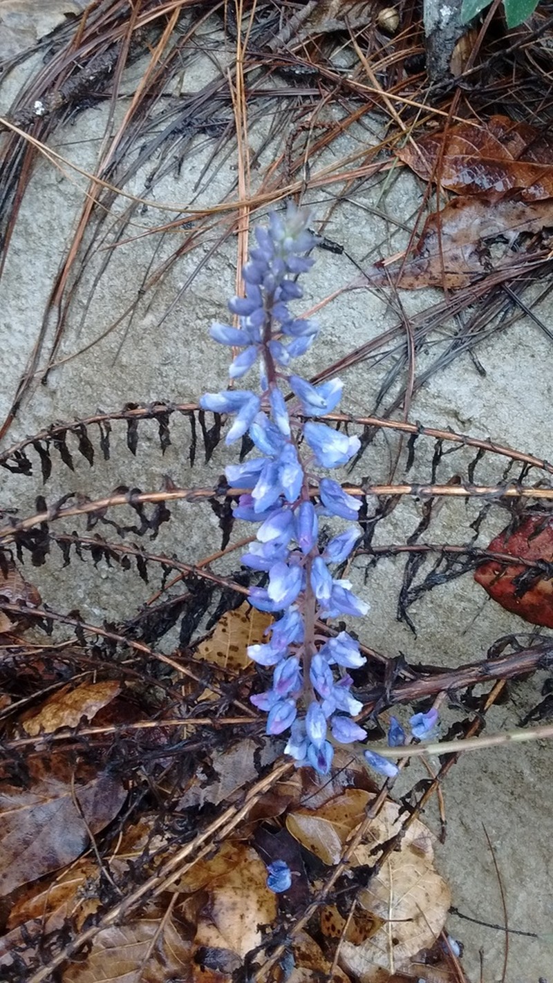 Lupinus caballoanus photo 8