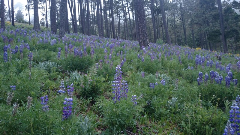 Lupinus cacuminis
