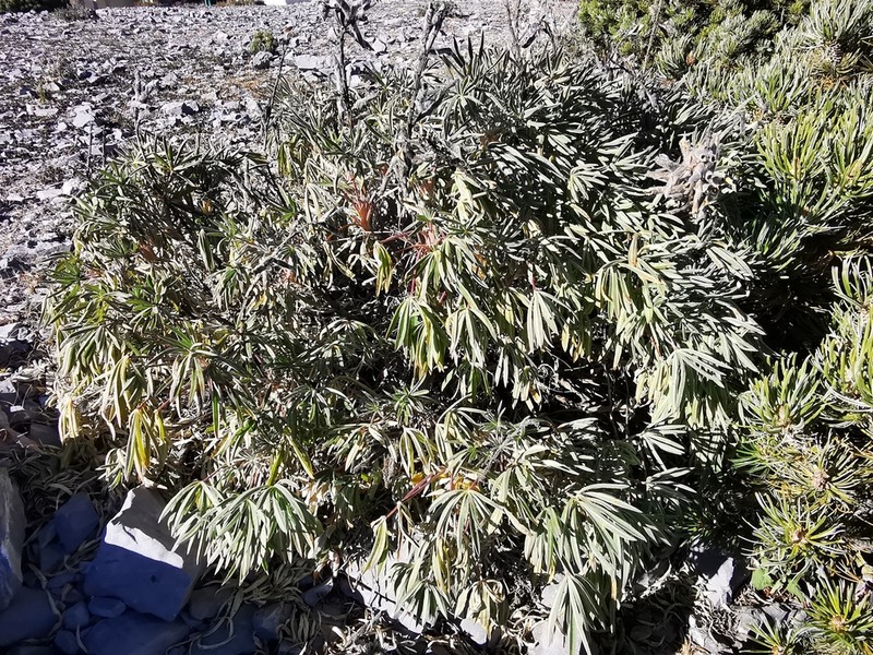 Lupinus cacuminis photo 2