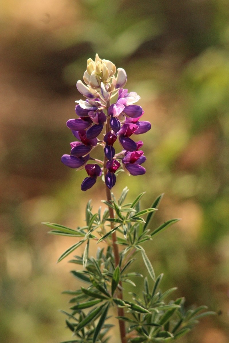 Lupinus cacuminis photo 3