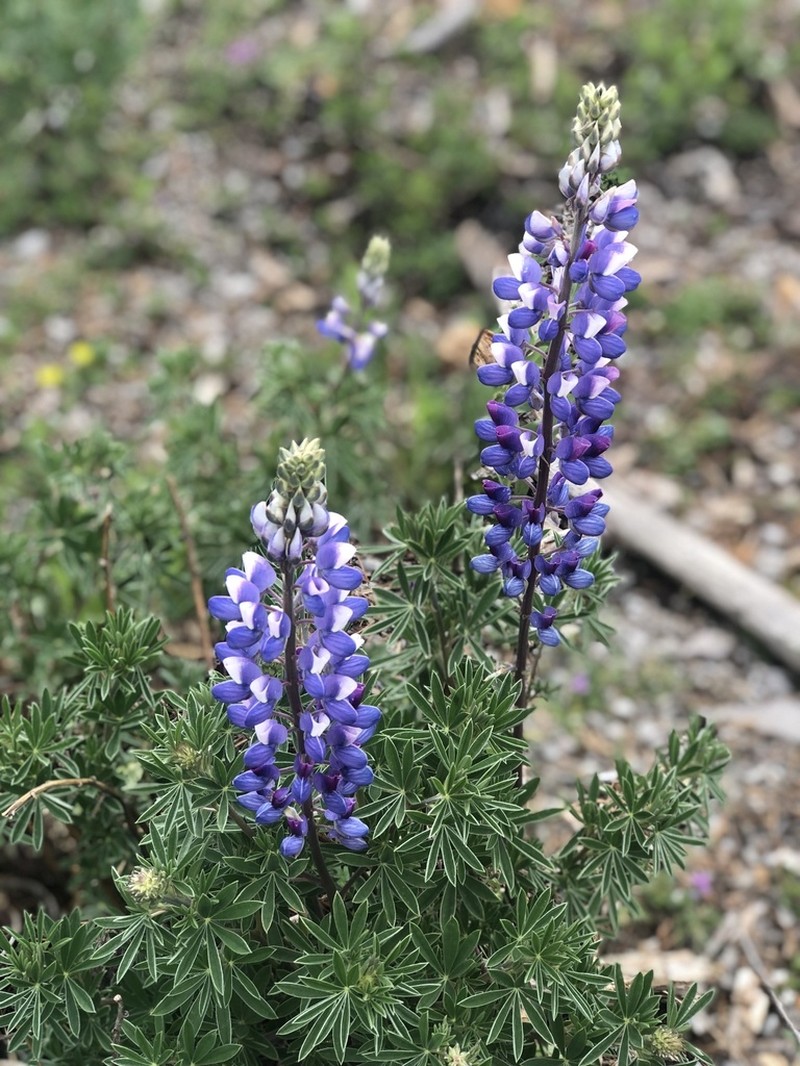 Lupinus cacuminis photo 4