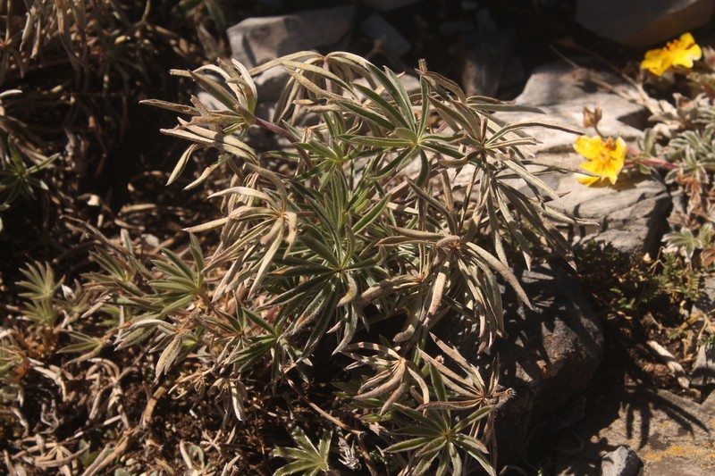 Lupinus cacuminis photo 5