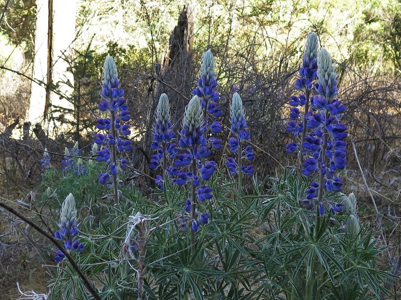 Lupinus cacuminis photo 6