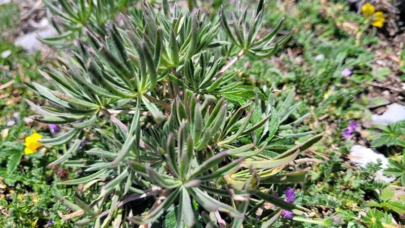 Lupinus cacuminis photo 7