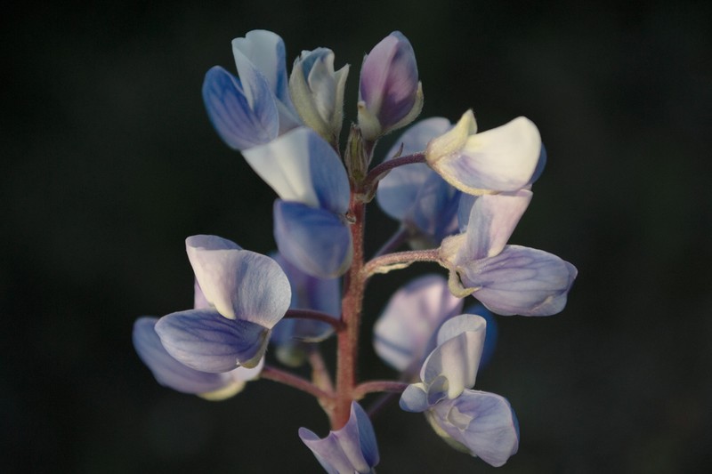 Lupinus cacuminis photo 8