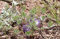 Stemless Dwarf Lupine