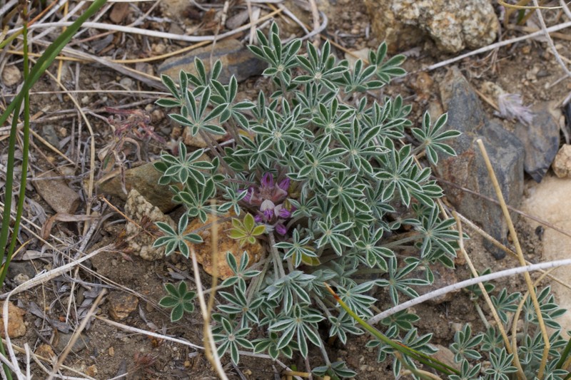 Stemless Dwarf Lupine photo 3