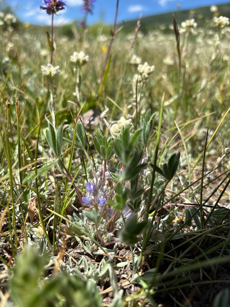 Stemless Dwarf Lupine photo 5