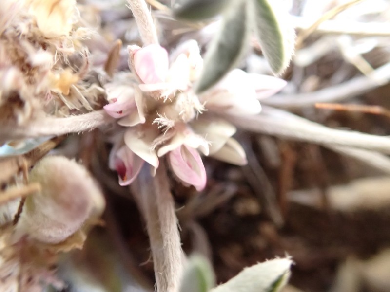 Stemless Dwarf Lupine photo 6