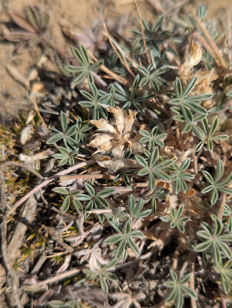 Stemless Dwarf Lupine photo 8