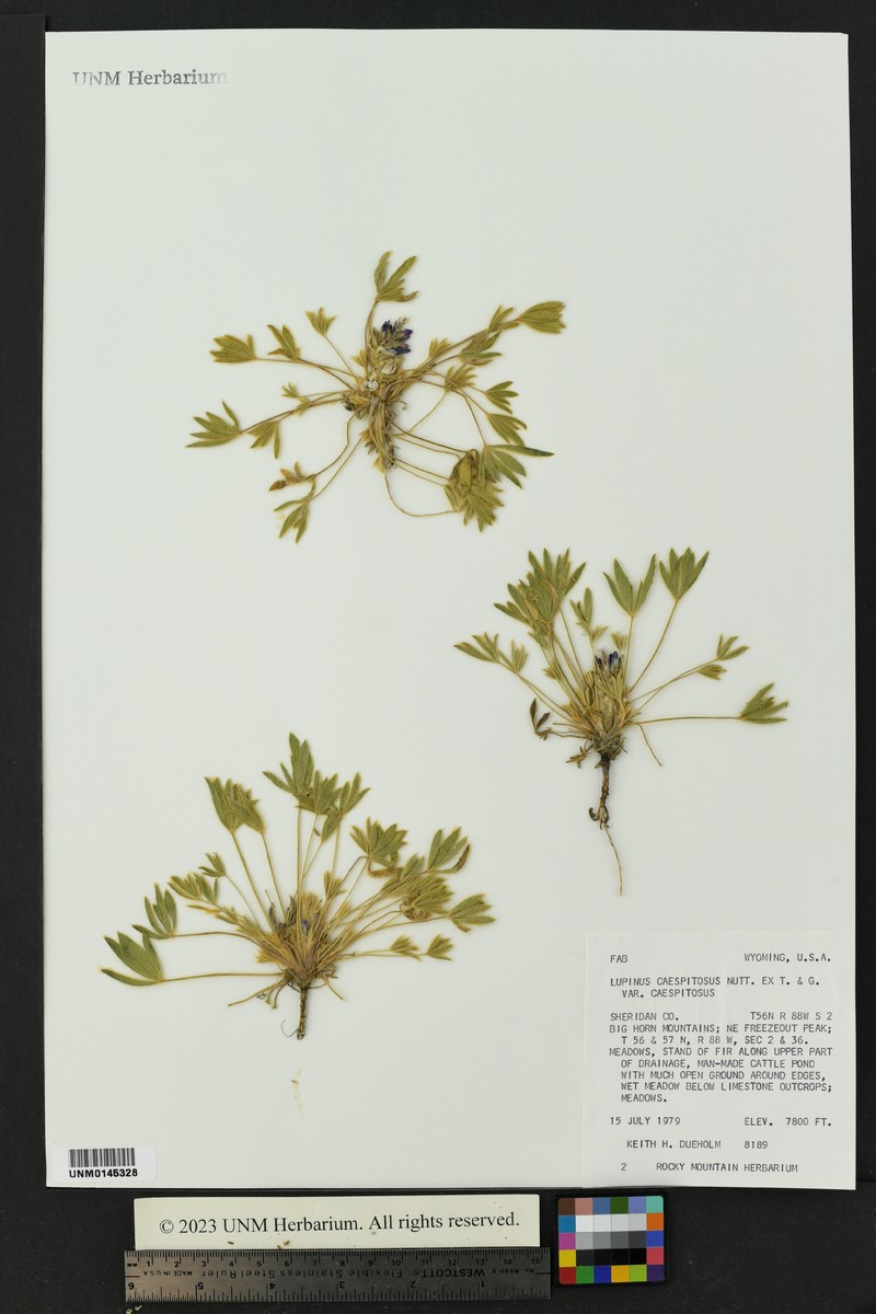 Lupinus caespitosus var. caespitosus photo 2