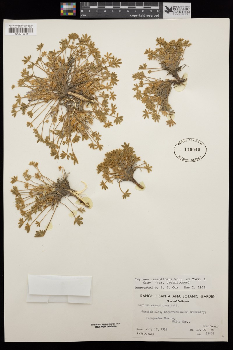 Lupinus caespitosus var. caespitosus photo 3