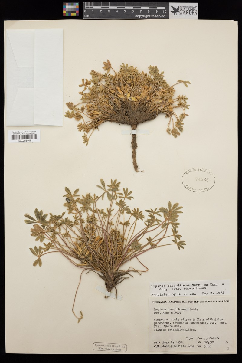 Lupinus caespitosus var. caespitosus photo 6