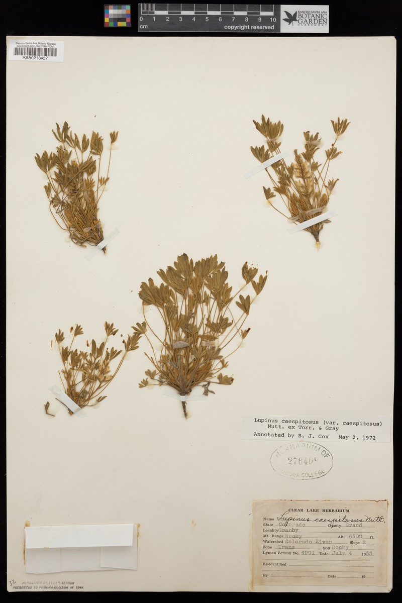 Lupinus caespitosus var. caespitosus photo 7