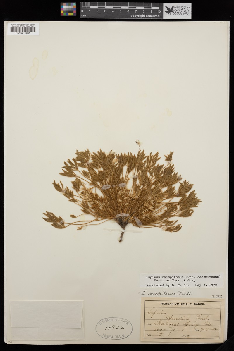Lupinus caespitosus var. caespitosus photo 8