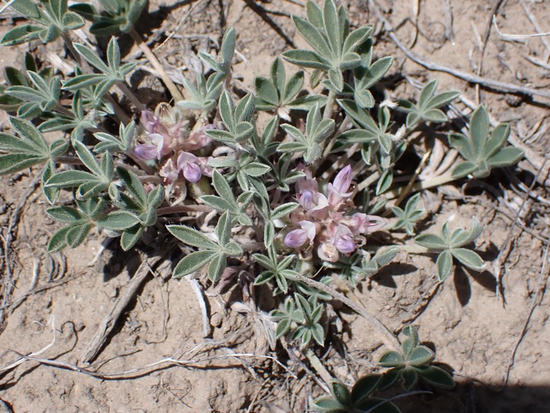 Lupinus caespitosus var. utahensis photo 2