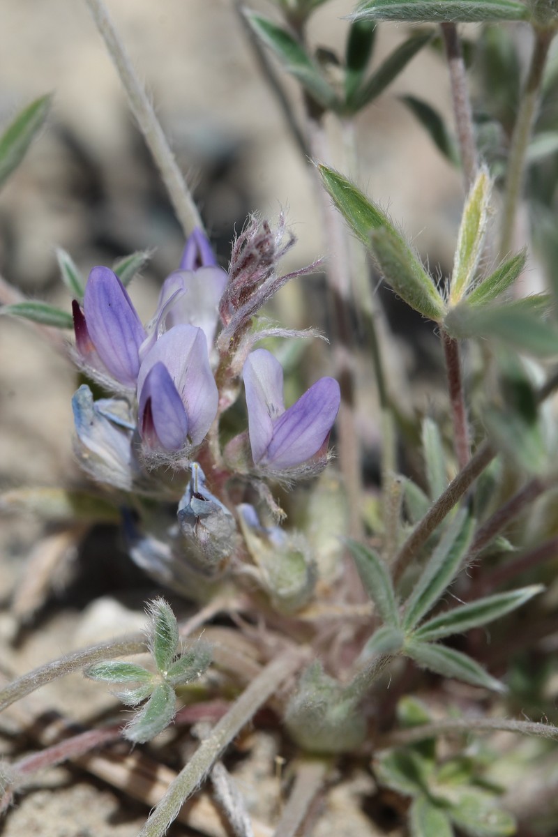 Lupinus caespitosus var. utahensis photo 4