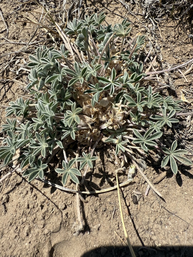 Lupinus caespitosus var. utahensis photo 7