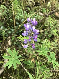 Lupinus caldasensis