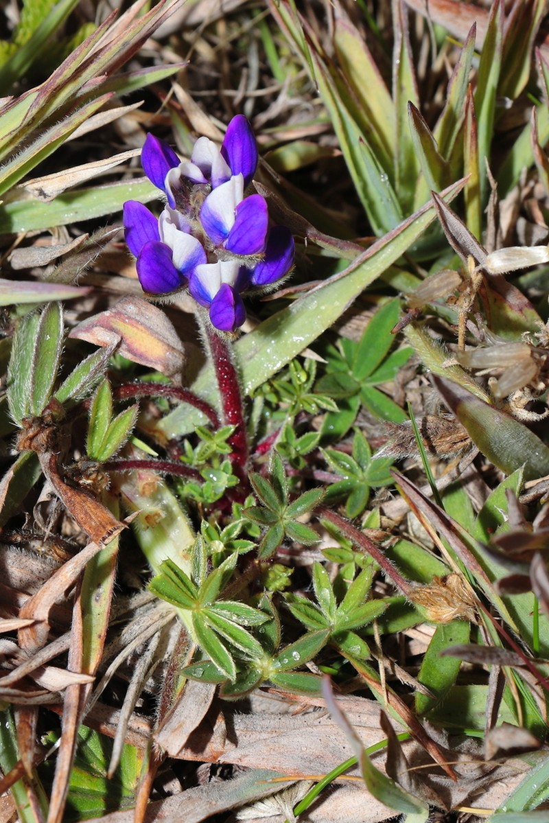 Lupinus carazensis