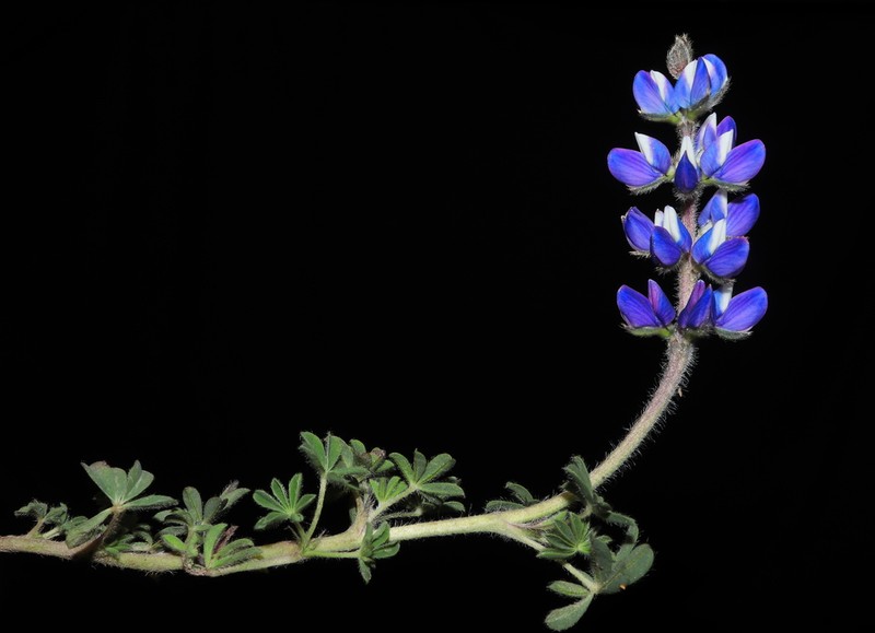 Lupinus carazensis photo 2