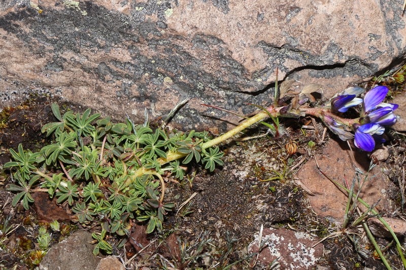 Lupinus carazensis photo 3