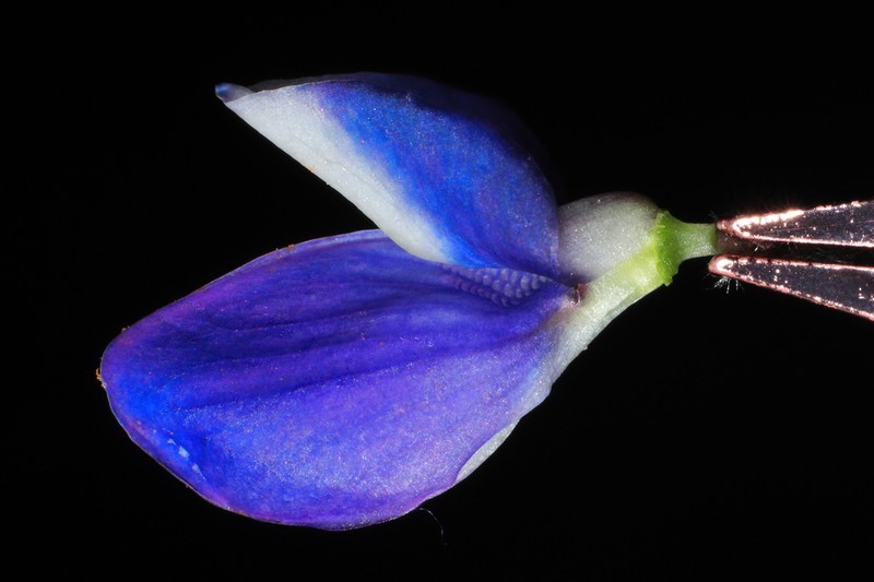 Lupinus carazensis photo 4