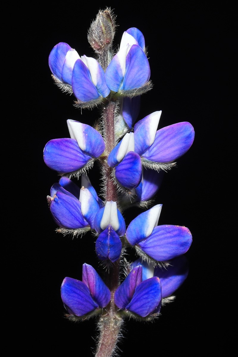 Lupinus carazensis photo 5