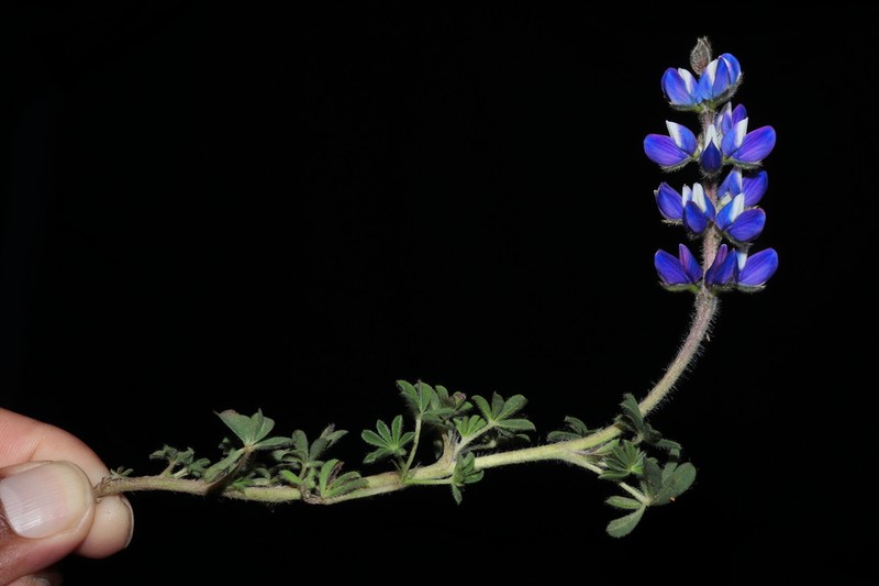 Lupinus carazensis photo 6