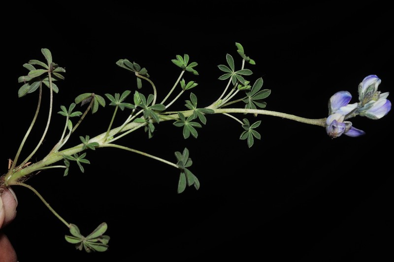 Lupinus carazensis photo 7