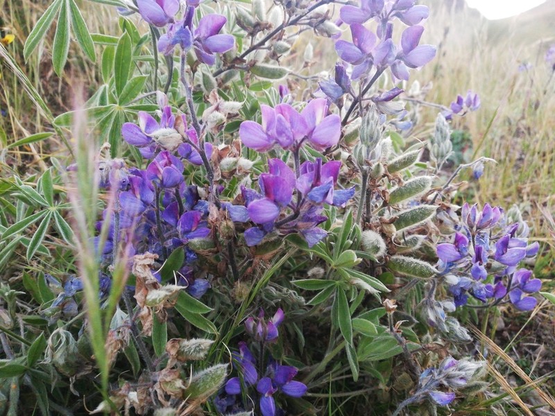 Lupinus cardenasianus