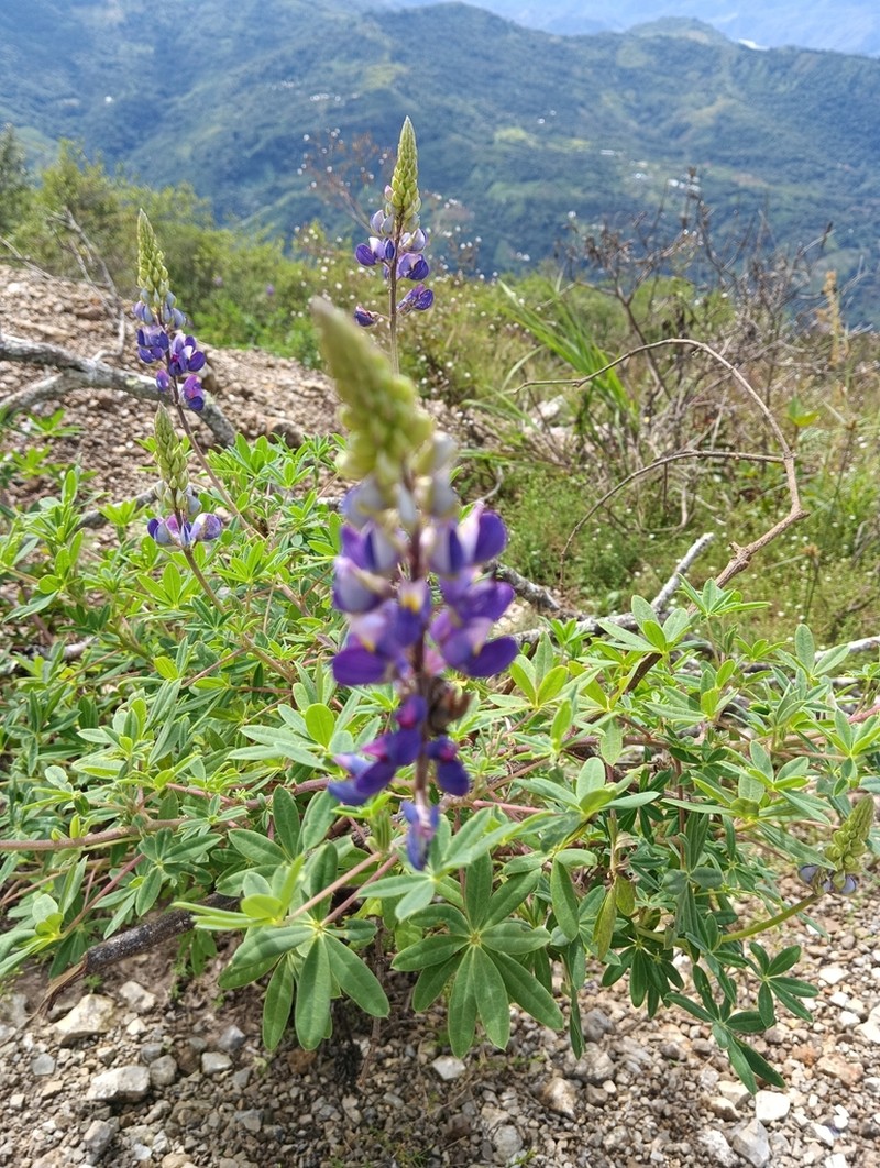 Lupinus carpapaticus