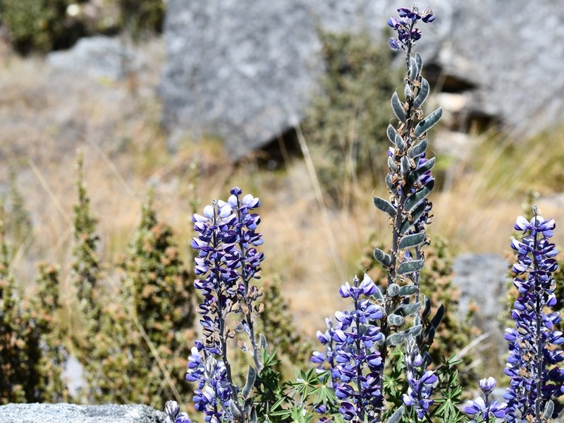 Lupinus carrikeri