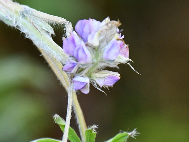 Lupinus carrikeri photo 2