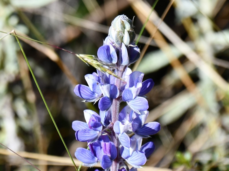 Lupinus carrikeri photo 3