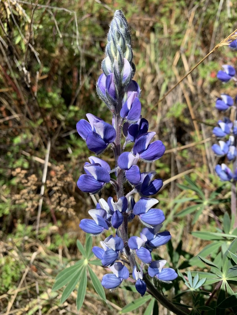 Lupinus carrikeri photo 4