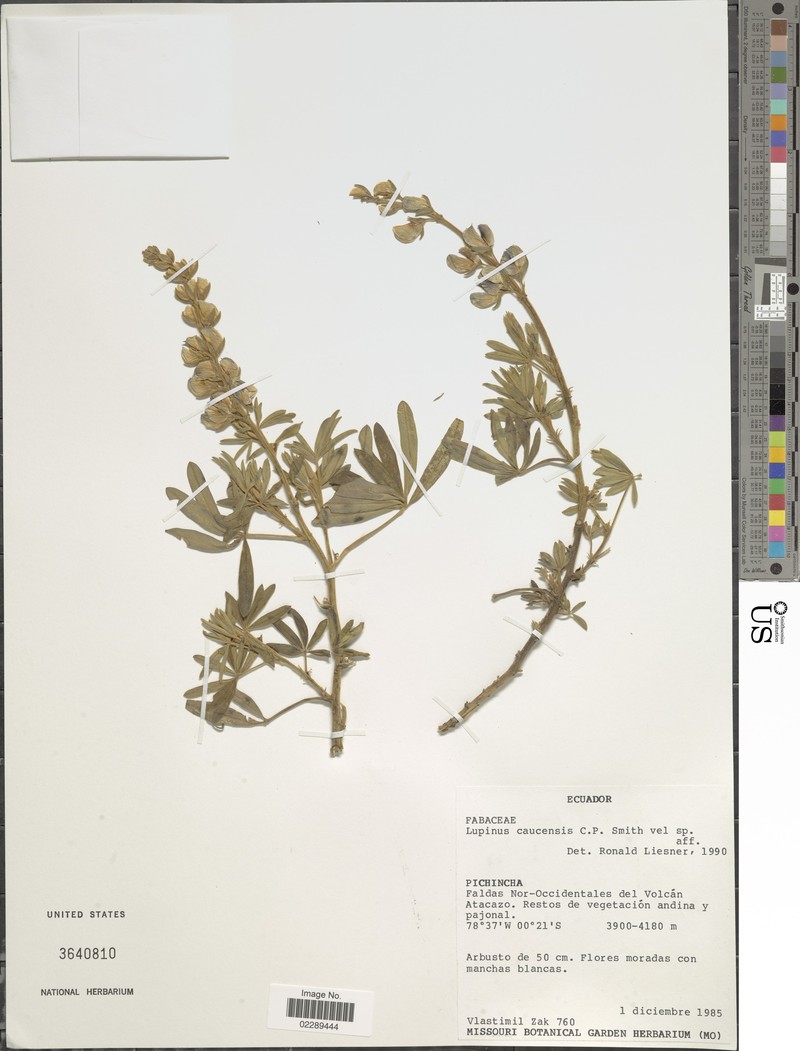 Lupinus caucensis