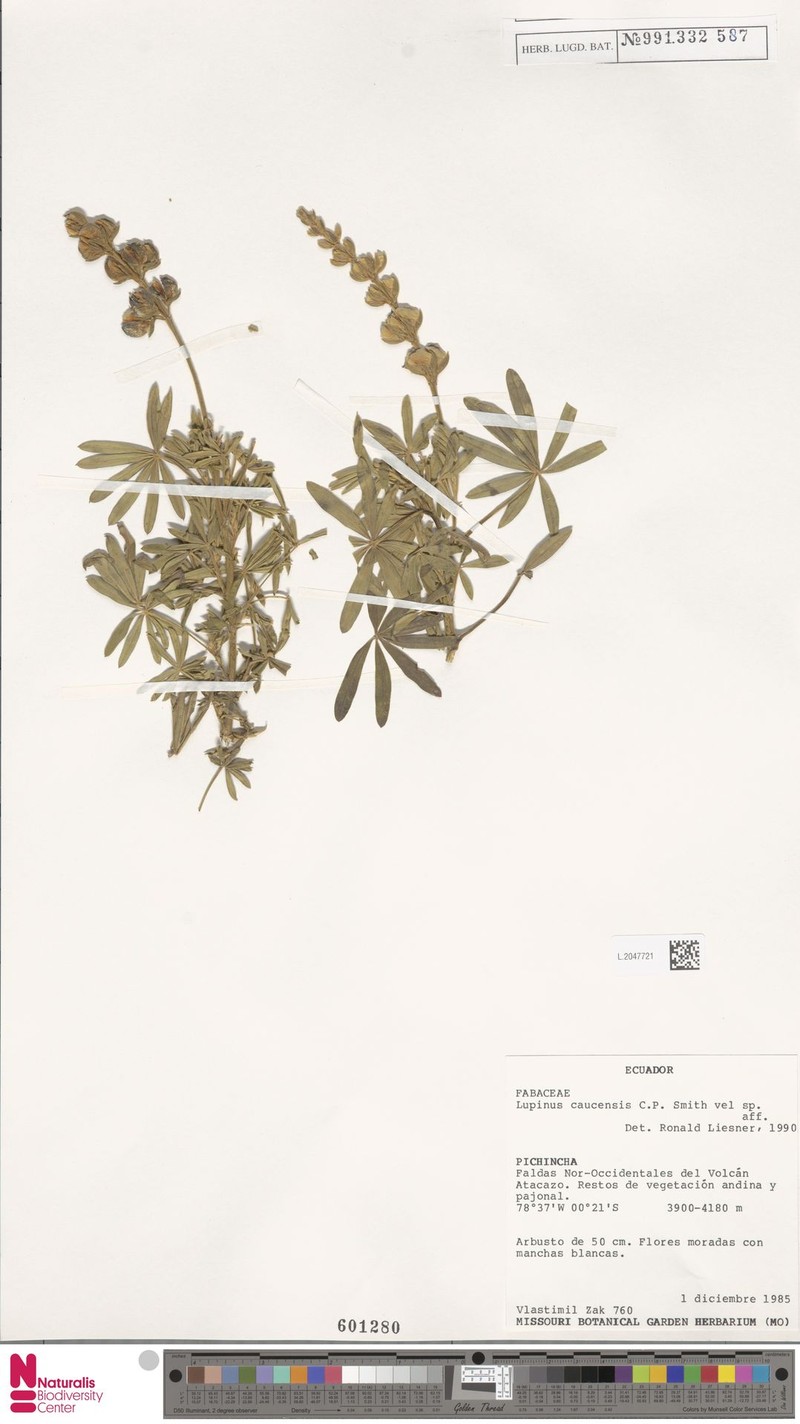 Lupinus caucensis photo 2