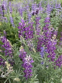 Tailcup Lupine