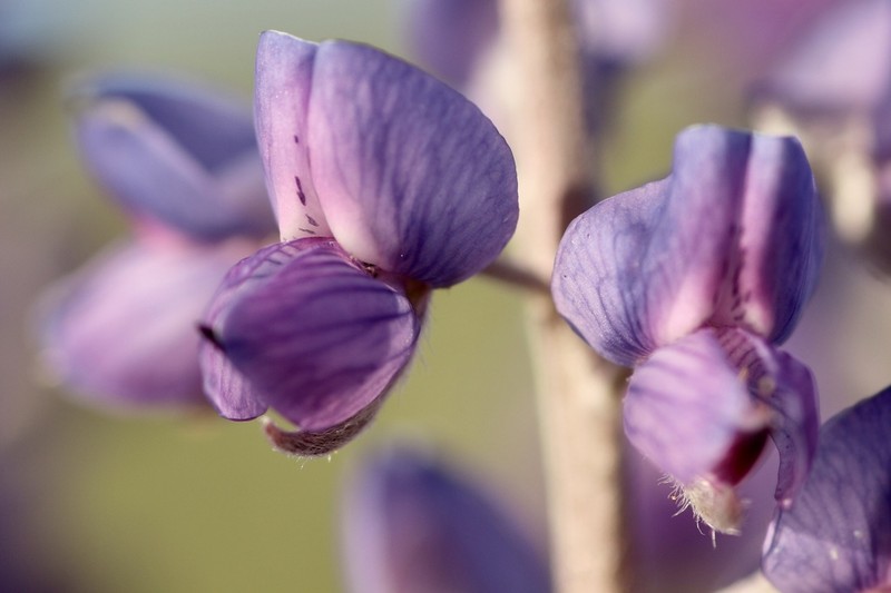 Tailcup Lupine photo 2