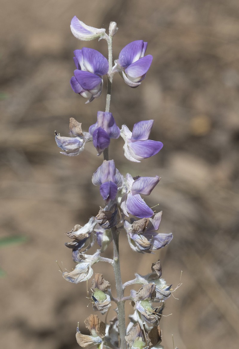 Tailcup Lupine photo 3