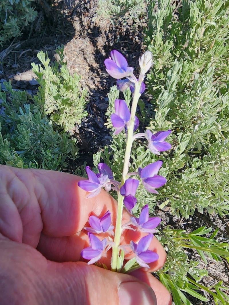 Tailcup Lupine photo 4