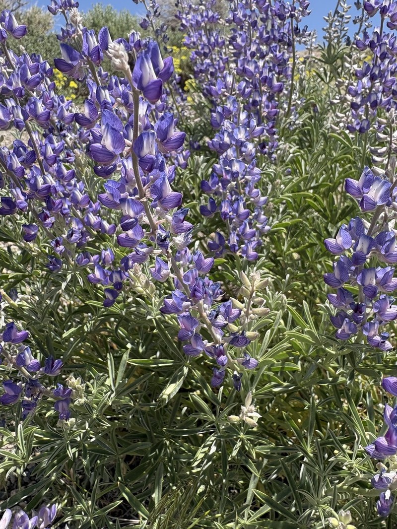 Tailcup Lupine photo 5