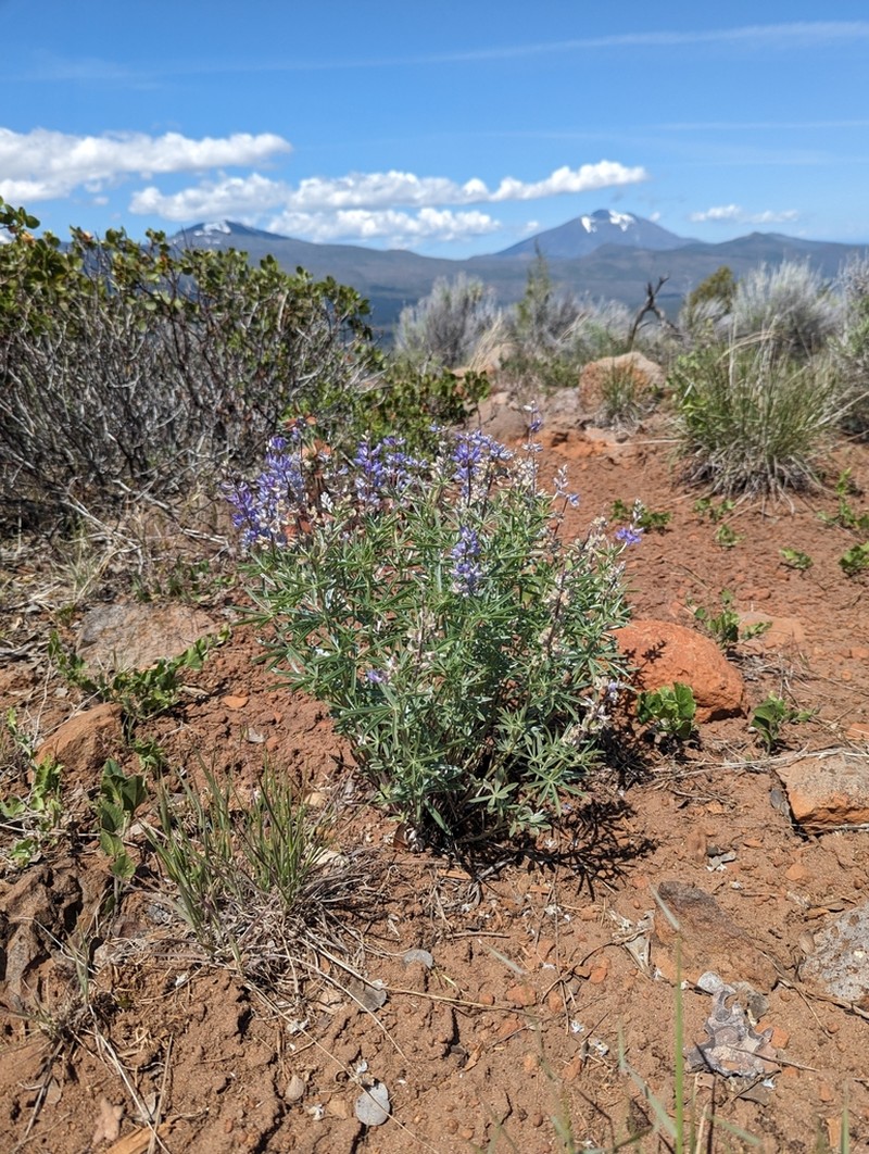 Tailcup Lupine photo 6
