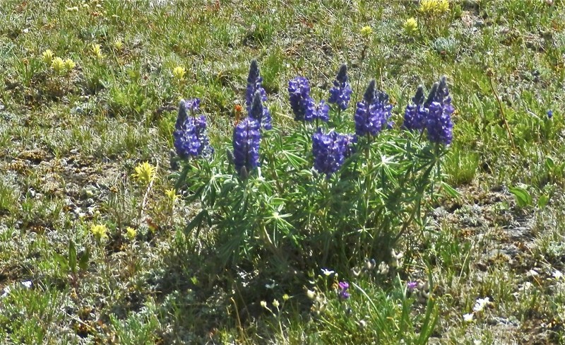 Tailcup Lupine photo 8